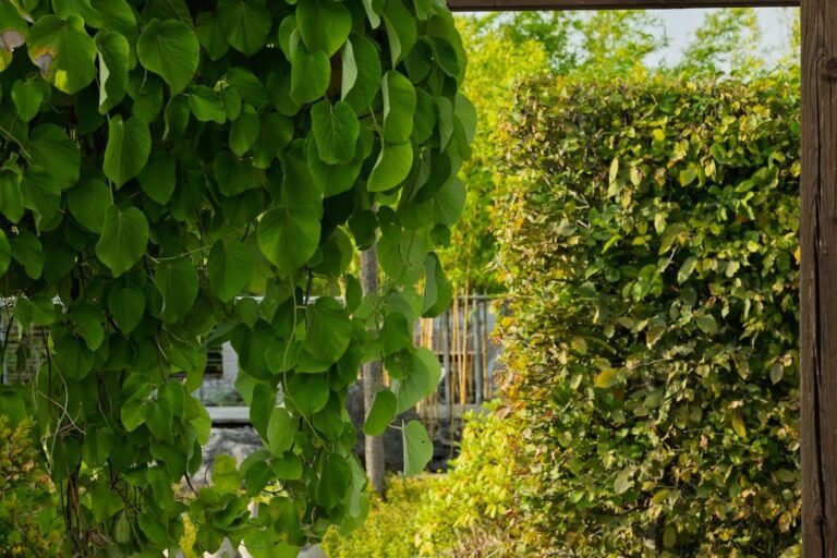 Landscaping a garden